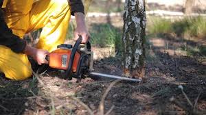 Best Commercial Tree Services  in Brown Deer, WI