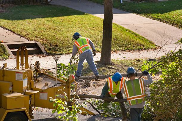 Best Tree and Shrub Care  in Brown Deer, WI