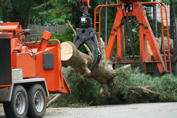 Best Emergency Tree Removal  in Brown Deer, WI